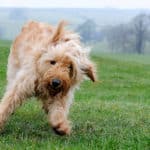 CB-fluffy-dog-running-excitedly-in-misty-field-with-fur-flying_15276026462_o