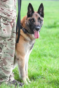 male-army-dog-honoured-with-PDSA-Dickin-medal