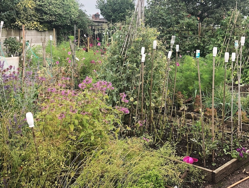 Kingsfield-Allotments-Basford-winners-City-Council-Competition-2020