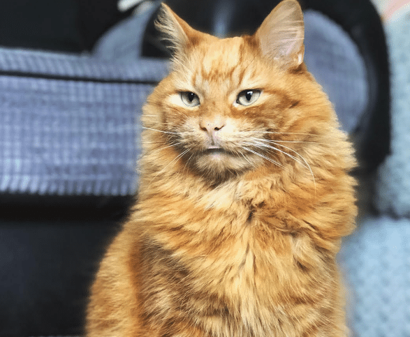 Ginger-Cat