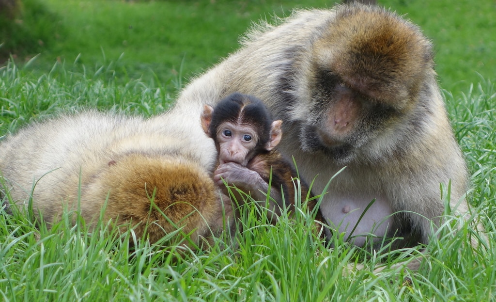 Baby-Monkey-Trentham