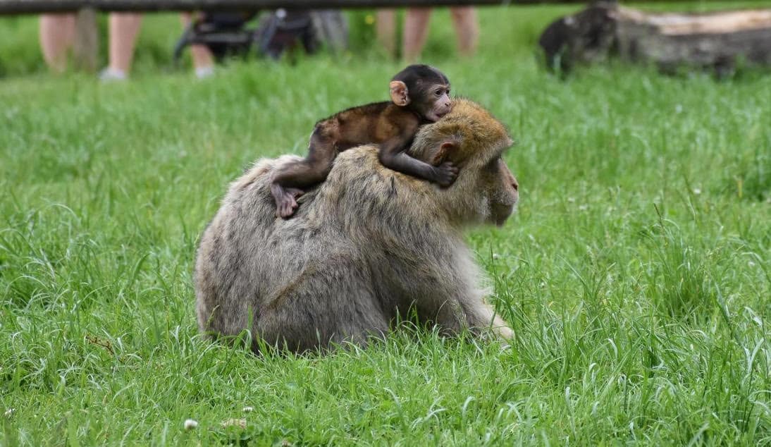 Trentham-Monkey-Forest