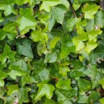 Ivy-plant